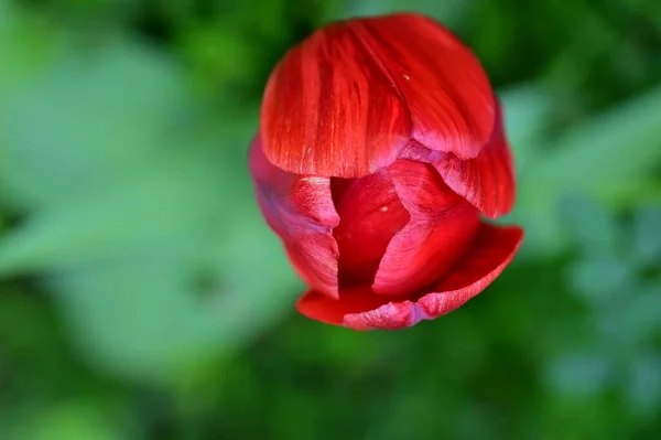 Beautiful Tulip Garden — Stock Photo, Image