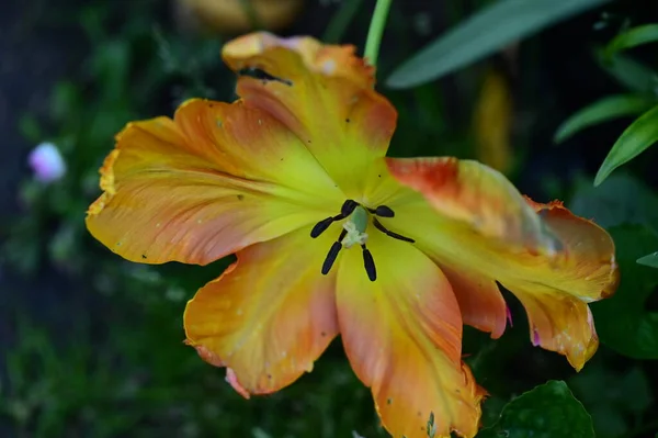 Schöne Gelbe Blume Morgentau Einem Garten — Stockfoto