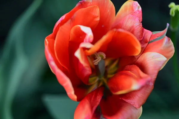 Schöne Rote Blumen Garten — Stockfoto
