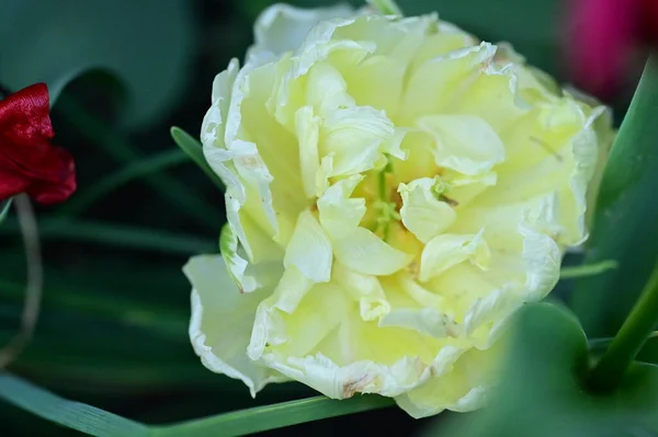 stock image close up of white flowers in spring garden