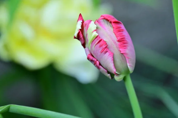 Linda Tulipa Jardim — Fotografia de Stock