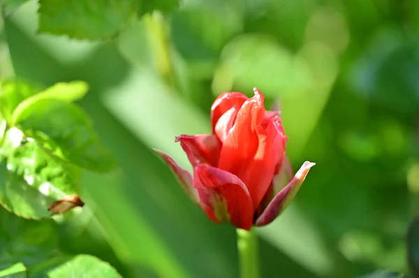 Stock image beautiful  tulip in the garden