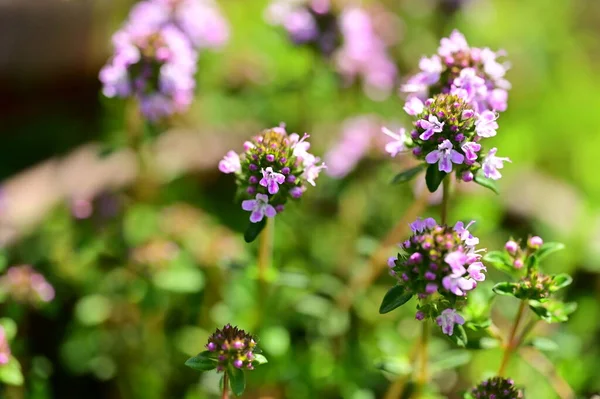 stock image close up view of a purple flowers in the garden