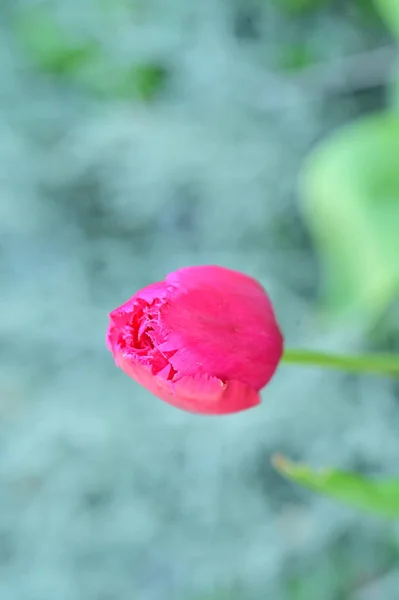 花园里美丽的郁金香 — 图库照片