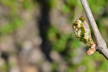 Yeşil bitkilerin kapatılması, bitki konsepti