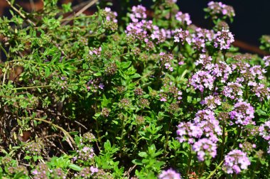 Bahçede büyüyen güzel çiçekler