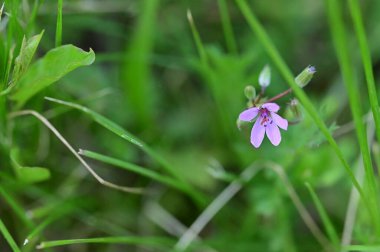 Bahçedeki mor çiçekleri kapat.