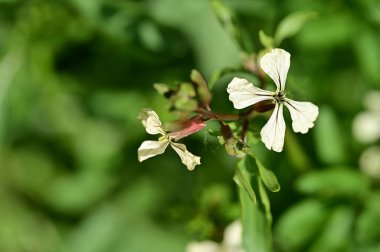 Bahar bahçesindeki beyaz çiçeklere yakın.