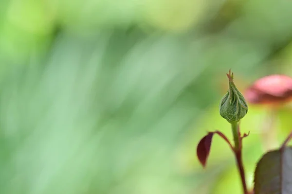 Крупным Планом Зеленых Растений Концепция Флоры — стоковое фото