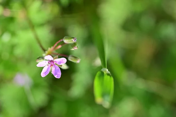 Zblízka Pohled Fialové Květy Zahradě — Stock fotografie