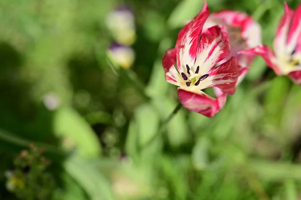 庭の美しいチューリップ — ストック写真