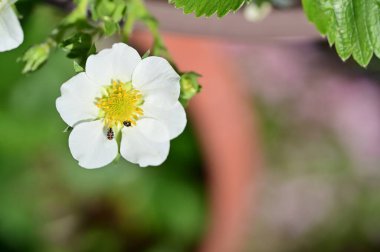 Bahar bahçesindeki beyaz çiçeklere yakın.