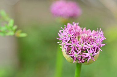 Güzel çiçek bahçede büyüyen