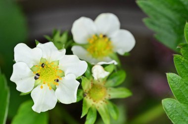 Bahar bahçesindeki beyaz çiçeklere yakın.