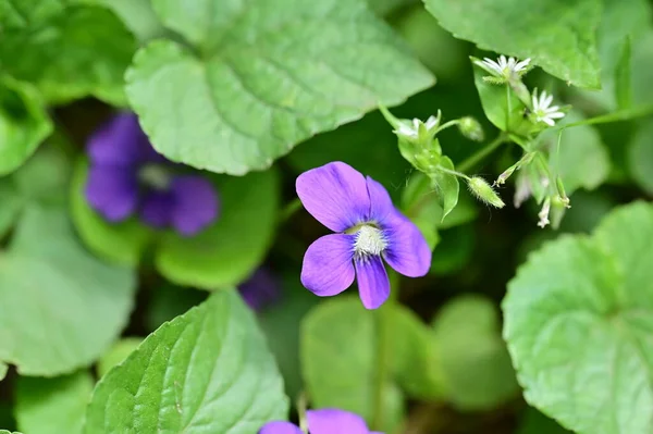 Vue Rapprochée Une Fleur Violette Dans Jardin — Photo