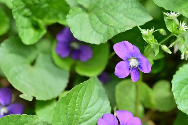 Крупним Планом Вид Фіолетові Квіти Саду — стокове фото