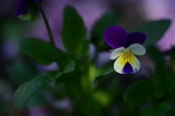 Hermosas Flores Blancas Púrpuras Jardín —  Fotos de Stock