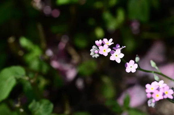 Lindas Flores Pequenas Crescendo Jardim — Fotografia de Stock