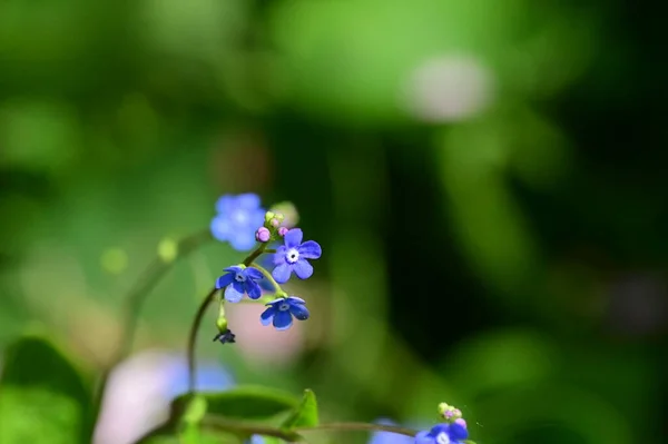 Bliska Widok Purpurowych Kwiatów Ogrodzie — Zdjęcie stockowe