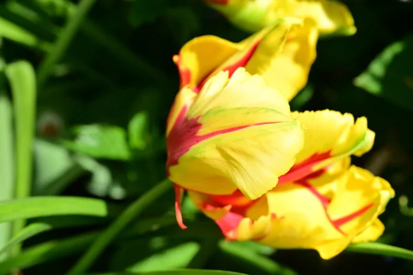 Stock image beautiful  tulip in the garden