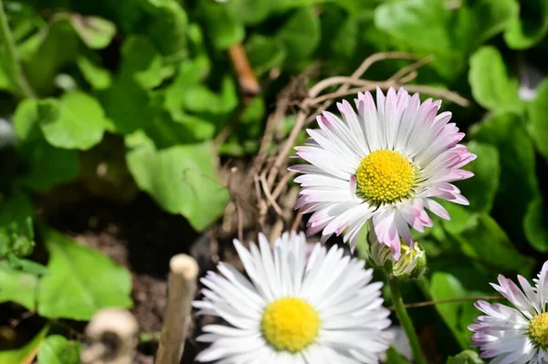 Beautiful Flowers Growing Garden Spring —  Fotos de Stock