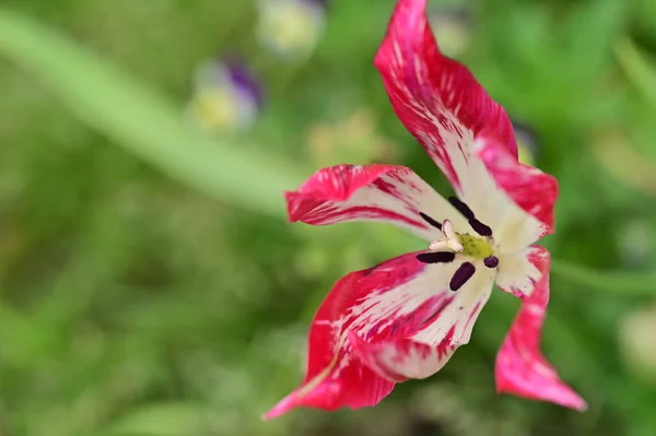 Krásný Tulipán Zahradě — Stock fotografie
