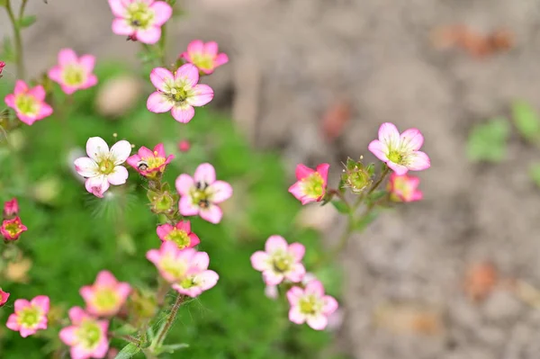 Piękne Małe Kwiaty Rosnące Ogrodzie — Zdjęcie stockowe