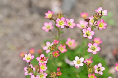beautiful  flowers  growing in garden in spring 