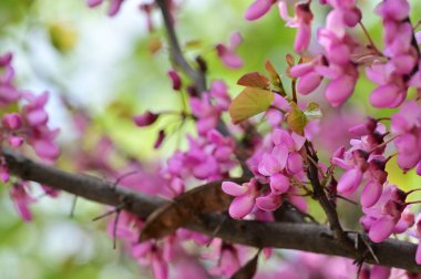 Çiçek açan ağaçla güzel bir bahar arkaplanı.