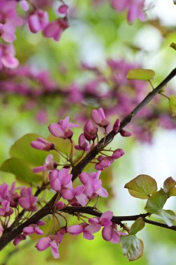 Çiçek açan ağaçla güzel bir bahar arkaplanı.