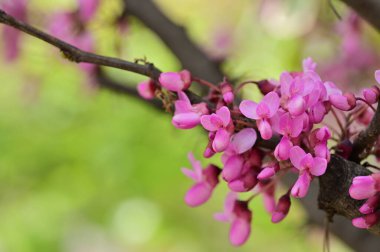 Çiçek açan ağaçla güzel bir bahar arkaplanı.