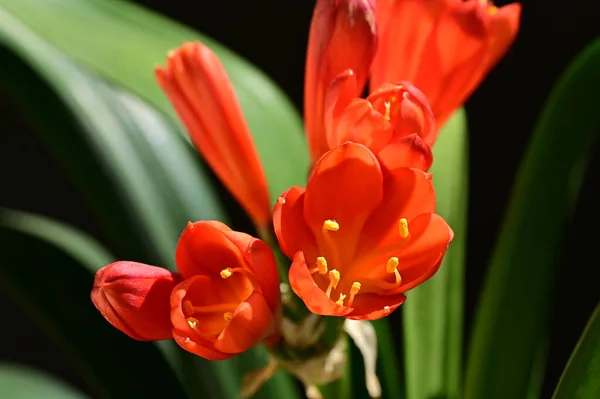 stock image beautiful red flowers in the garden