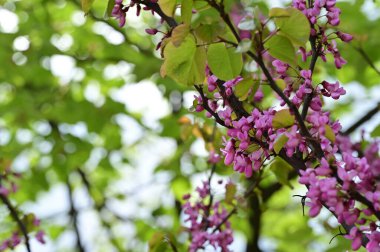 Çiçek açan ağaçla güzel bir bahar arkaplanı.