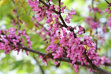 Çiçek açan ağaçla güzel bir bahar arkaplanı.