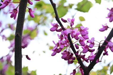 Çiçek açan ağaçla güzel bir bahar arkaplanı.
