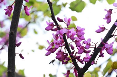 Çiçek açan ağaçla güzel bir bahar arkaplanı.