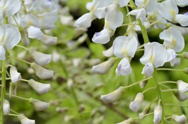 Bahar bahçesindeki beyaz çiçeklere yakın.