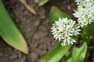 Bahar bahçesindeki beyaz çiçeklere yakın.