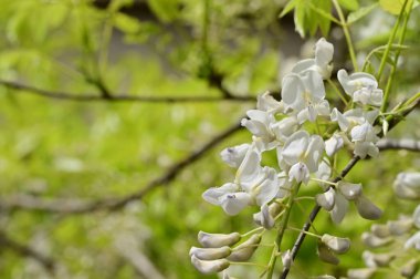 Bahar bahçesindeki beyaz çiçeklere yakın.