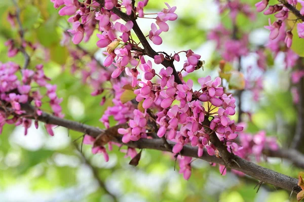 stock image beautiful spring background with blooming  tree.