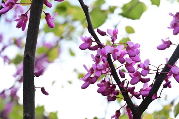 Çiçek açan ağaçla güzel bir bahar arkaplanı.