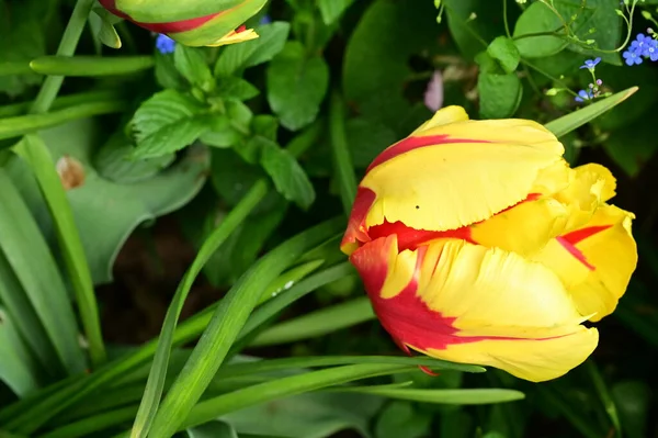 stock image beautiful  tulip in the garden