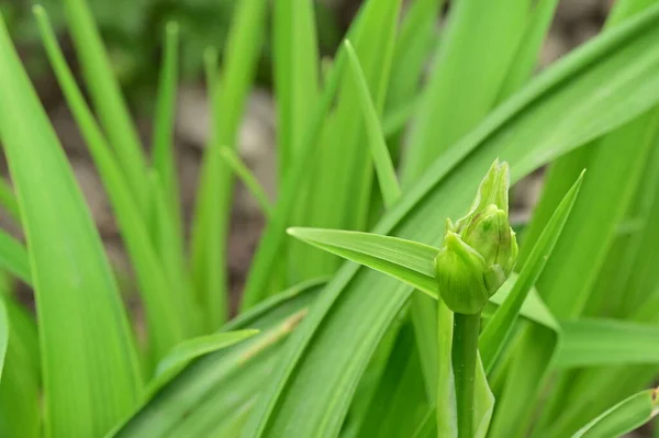 Зелене Листя Рослини Концепція Флори Листя — стокове фото