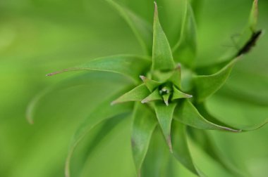 Bitkinin yeşil yaprakları, bitki örtüsü ve yeşillik kavramı