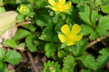 Bahçedeki güzel sarı çiçekler