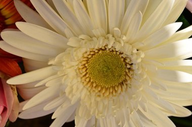 Bahar bahçesindeki beyaz çiçeklere yakın.