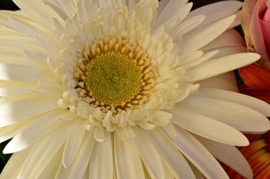 güzel çiçekler, çiçek konsepti arka plan, gerbera  