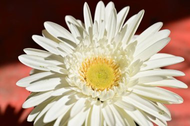 Bahar bahçesindeki beyaz çiçeklere yakın.