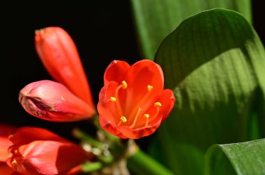 Bahçedeki güzel kırmızı çiçekler