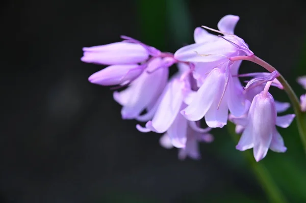 Zblízka Pohled Fialové Květy Zahradě — Stock fotografie